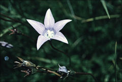 Wahlenbergia ceracea