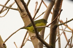 Euphonia laniirostris
