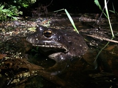 Leptodactylus labyrinthicus