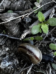 Cahuillus indioensis