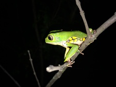 Phyllomedusa burmeisteri