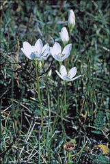 Gentianella muelleriana