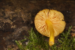 Pluteus vellingae