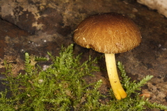 Pluteus vellingae