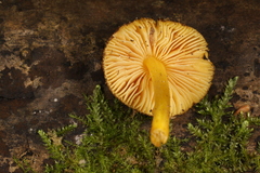 Pluteus vellingae