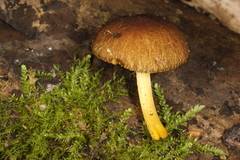 Pluteus vellingae