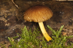 Pluteus vellingae