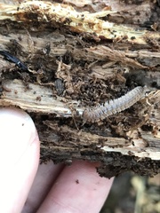 Polydesmus coriaceus