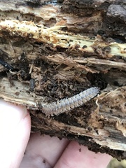 Polydesmus coriaceus