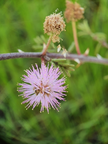 Giant Sensitive Plant
