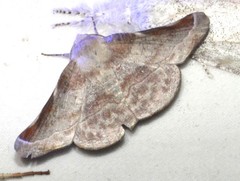 Oenochroma turneri