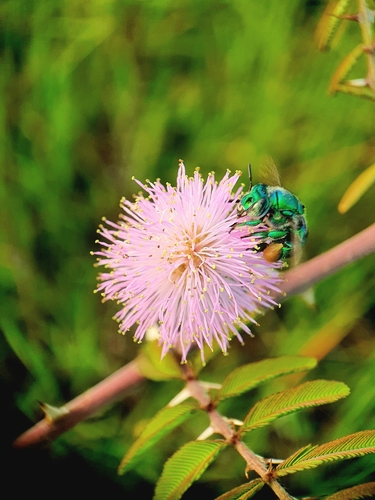 Giant Sensitive Plant