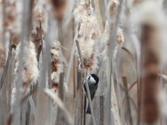 Poecile carolinensis