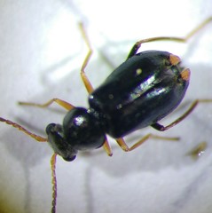 Ebaeus flavicornis