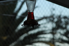 Leucolia violiceps