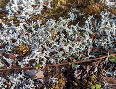 Stereocaulon vesuvianum