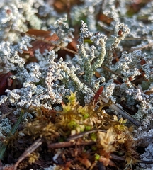 Stereocaulon vesuvianum