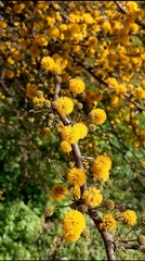Vachellia caven