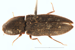 Agrypnus variabilis