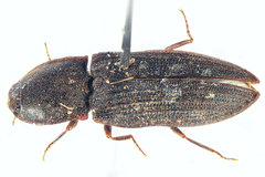 Agrypnus variabilis