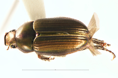 Pyronota setosa