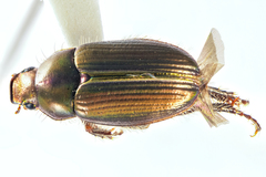 Pyronota setosa