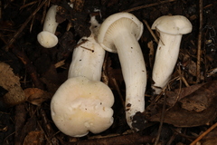 Cuphophyllus angustifolius