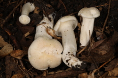 Cuphophyllus angustifolius