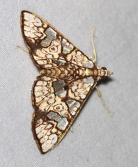 Glyphodes canthusalis