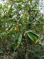 Elaeocarpus decipiens