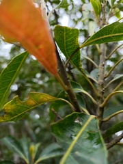 Elaeocarpus decipiens