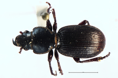 Mecodema moniliferum