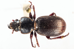 Mecodema moniliferum