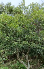 Elaeocarpus decipiens