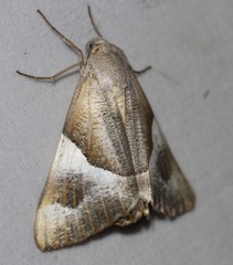 Niceteria macrocosma