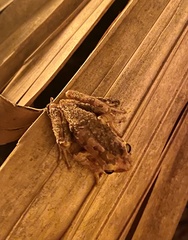 Osteopilus septentrionalis