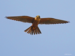 African Hobby photo 3