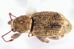 Irenimus parilis