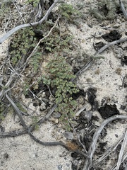 Euphorbia amplexicaulis