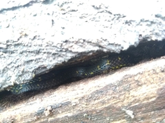 Atractus crassicaudatus