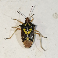 Oebalus poecilus