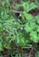 Vicia lathyroides