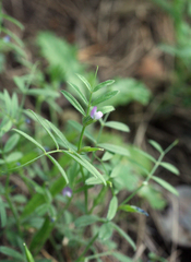Vicia lathyroides