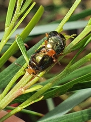 Calomela ruficeps