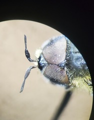 Callicera erratica