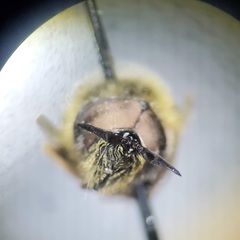 Callicera erratica