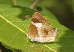 Simiskina phalena
