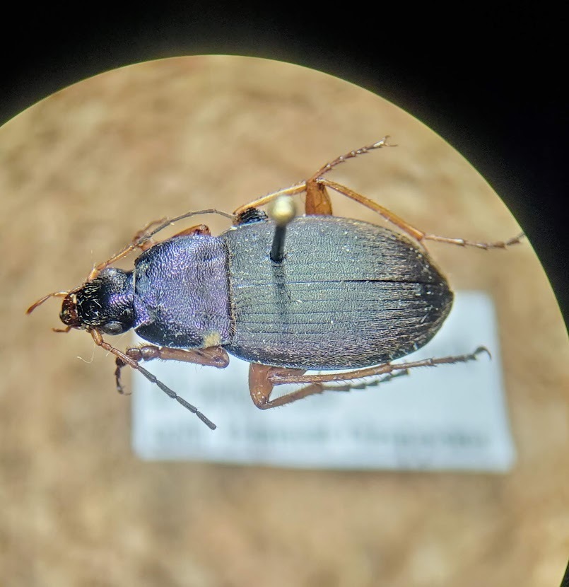 Chlaenius platyderus