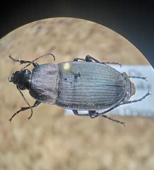 Chlaenius tomentosus