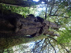 Elaeocarpus holopetalus